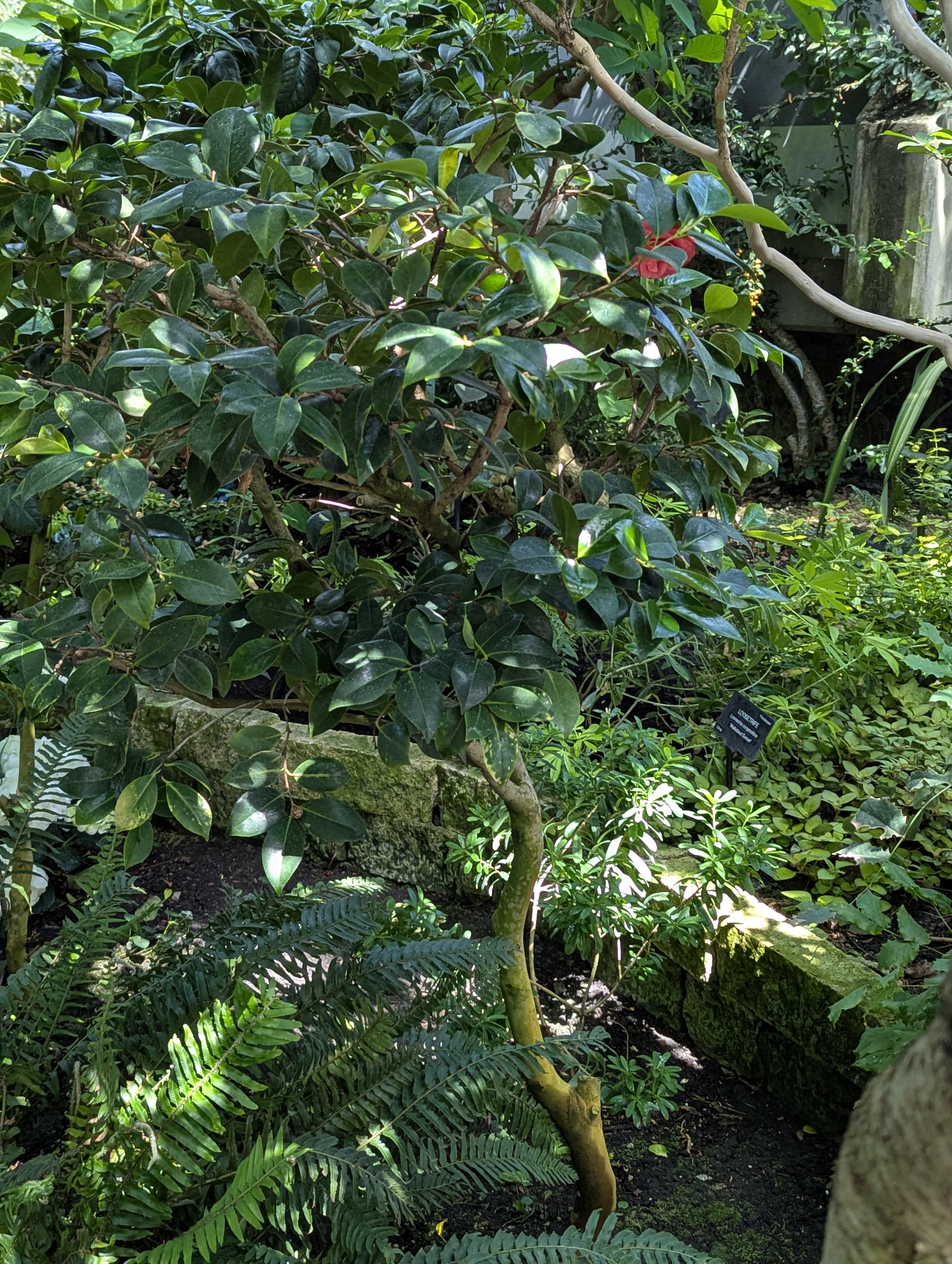 Birthday Trip to Canada, Edmonton, Pyramids, Muttart Observatory